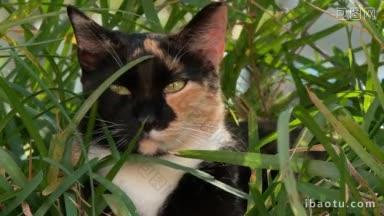 我的<strong>花园</strong>印花布猫坐在草坪上